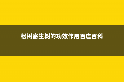 松树寄生树的功效作用，长什么样子 (松树寄生树的功效作用百度百科)