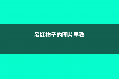 吊红和柿子区别，吊红柿子的功效与作用 (吊红柿子的图片早熟)