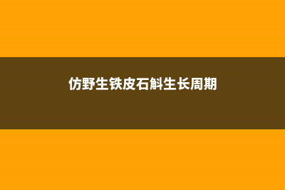 仿野生铁皮石斛功效 (仿野生铁皮石斛生长周期)