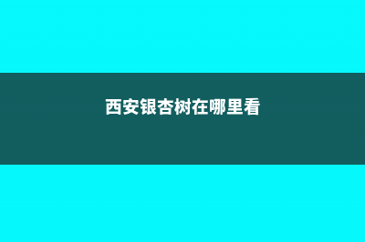 西安银杏树在哪里看，观赏时间是几月份 (西安银杏树在哪里看)