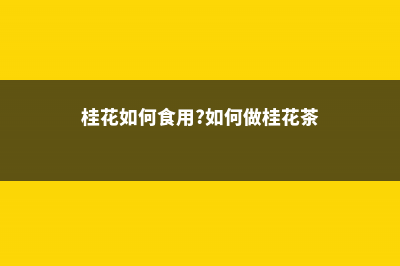 桂花如何食用，桂花的吃法和功效 (桂花如何食用?如何做桂花茶)