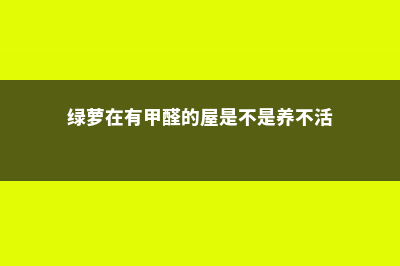 绿萝在有甲醛的地方会长的更好吗，发黄是甲醛超标吗 (绿萝在有甲醛的屋是不是养不活)