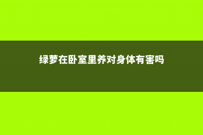 绿萝在卧室里养好吗，可以放厨房吗 (绿萝在卧室里养对身体有害吗)