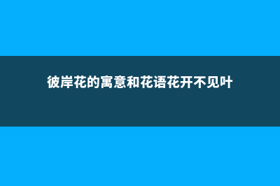 彼岸花的寓意，紫蓝色彼岸花的寓意 (彼岸花的寓意和花语花开不见叶)