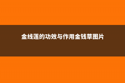 金线莲的功效与作用，金线莲图片 (金线莲的功效与作用金钱草图片)