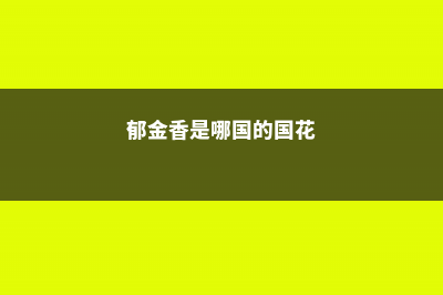 郁金香是哪国的国花，有什么寓意 (郁金香是哪国的国花)