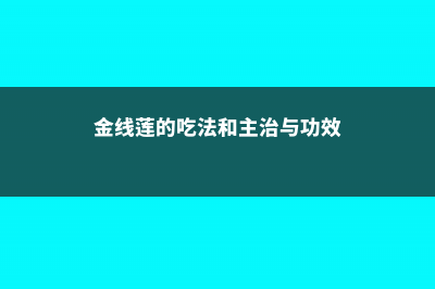 金线莲的吃法和功效 (金线莲的吃法和主治与功效)