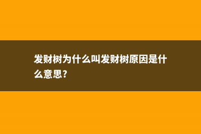 发财树为什么叫发财树，发财树的图片 (发财树为什么叫发财树原因是什么意思?)