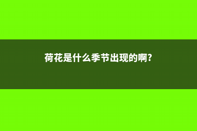 荷花是什么季节开的，荷花的寓意和象征 (荷花是什么季节出现的啊?)