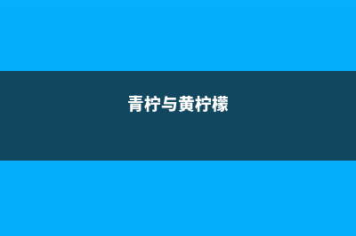 青柠和黄柠檬的区别，柠檬图片 (青柠与黄柠檬)