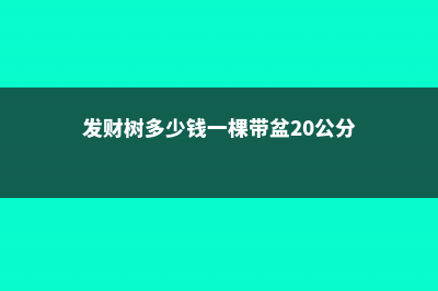 发财树多少钱，发财树价格 (发财树多少钱一棵带盆20公分)