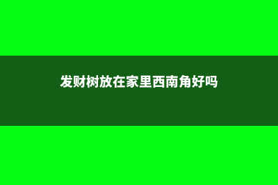 发财树放在家里哪个位置好，发财树摆放禁忌 (发财树放在家里西南角好吗)