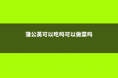 蒲公英可以吃吗，蒲公英怎么吃 (蒲公英可以吃吗可以做菜吗)