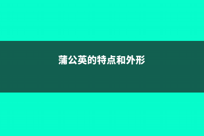 蒲公英的特点，蒲公英像什么 (蒲公英的特点和外形)