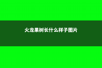 火龙果树长什么样，火龙果图片 (火龙果树长什么样子图片)