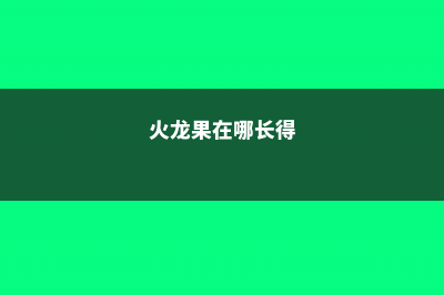 火龙果长在哪里，火龙果产地哪里 (火龙果在哪长得)