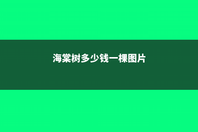 海棠树多少钱一棵，海棠树图片 (海棠树多少钱一棵图片)