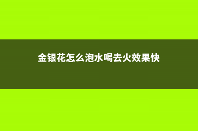 金银花怎么泡水喝，婴儿可以喝金银花水吗 (金银花怎么泡水喝去火效果快)