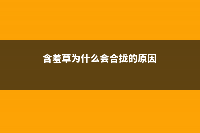 含羞草为什么会害羞，含羞草的图片 (含羞草为什么会合拢的原因)