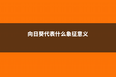 向日葵代表什么含义，向日葵一般送什么人 (向日葵代表什么象征意义)