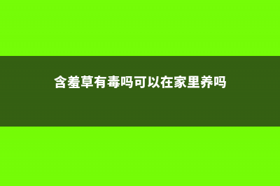 含羞草有毒吗，含羞草对人体有害吗 (含羞草有毒吗可以在家里养吗)