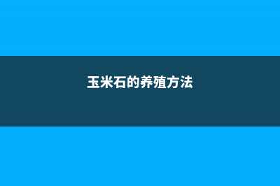 玉米石的养殖方法 (玉米石的养殖方法)