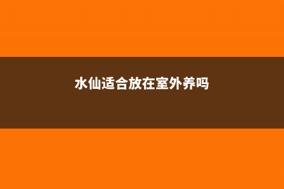 水仙适合放在室内吗 (水仙适合放在室外养吗)