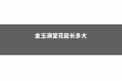 金玉满堂花有毒吗，能养在家里吗？ (金玉满堂花能长多大)