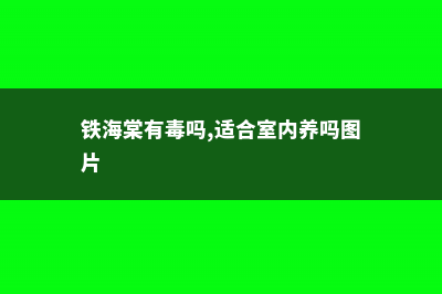 铁海棠有毒吗 (铁海棠有毒吗,适合室内养吗图片)