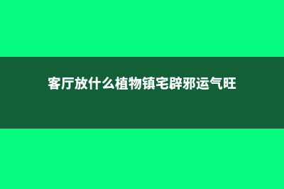 客厅放什么植物旺财，适合放客厅的大盆植物 (客厅放什么植物镇宅辟邪运气旺)