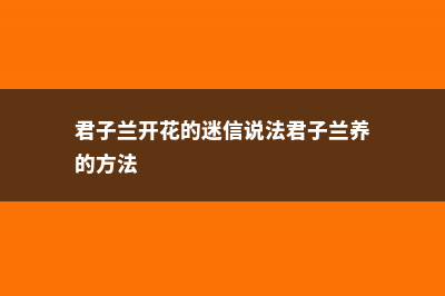 君子兰开花是报喜吗，君子兰开花的迷信说法 (君子兰开花的迷信说法君子兰养的方法)