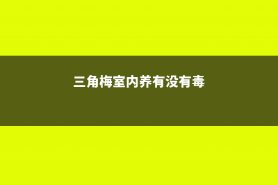 三角梅室内养有毒吗 (三角梅室内养有没有毒)