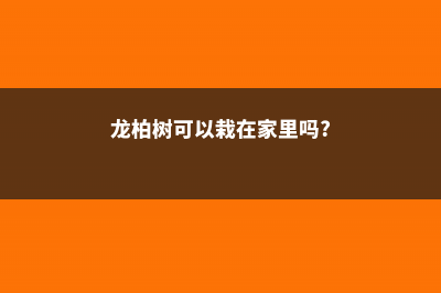 种植龙柏树的忌讳 (龙柏树可以栽在家里吗?)