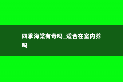 四季海棠有毒吗，怎么在家里养 (四季海棠有毒吗 适合在室内养吗)