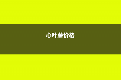 心叶藤有毒吗，净化空气吗，放在室内好吗 (心叶藤价格)