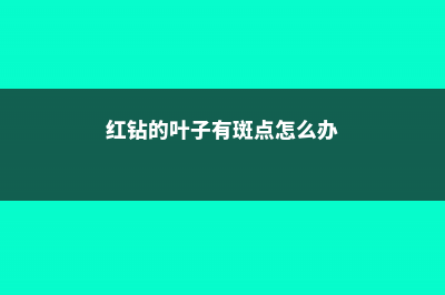 红钻叶子有毒吗，适合放在室内吗？ (红钻的叶子有斑点怎么办)