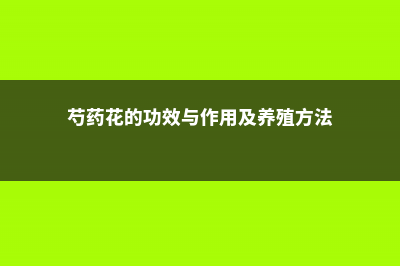 芍药花的功效与作用 (芍药花的功效与作用及养殖方法)