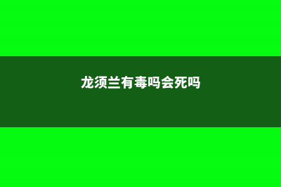 龙须兰有毒吗 (龙须兰有毒吗会死吗)