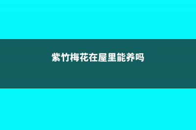 紫竹梅花在屋里养对人体有害吗 (紫竹梅花在屋里能养吗)