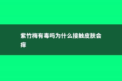 紫竹梅有毒吗，能放在室内吗 (紫竹梅有毒吗为什么接触皮肤会痒)