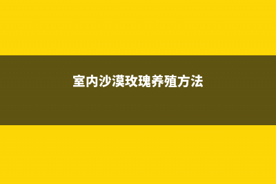 室内沙漠玫瑰有毒吗，几年会开花 (室内沙漠玫瑰养殖方法)