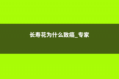 长寿花为什么致癌，这个消息是准确的吗？ (长寿花为什么致癌 专家)