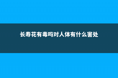 长寿花有毒吗，怎么在室内养？ (长寿花有毒吗对人体有什么害处)