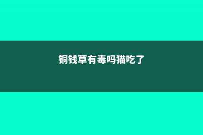 铜钱草有毒吗？可以放在卧室吗？ (铜钱草有毒吗猫吃了)