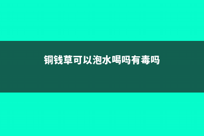 铜钱草可以泡水喝吗，要晒干吗 (铜钱草可以泡水喝吗有毒吗)