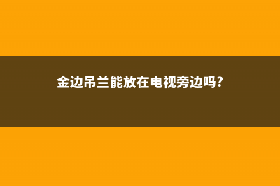 金边吊兰能放在卧室吗，有毒吗，在室内怎么养？ (金边吊兰能放在电视旁边吗?)