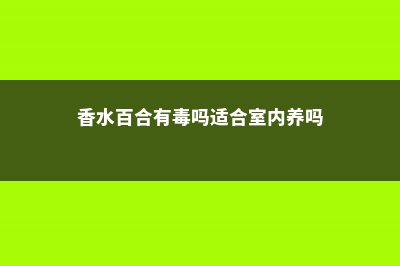 香水百合有毒吗 (香水百合有毒吗适合室内养吗)