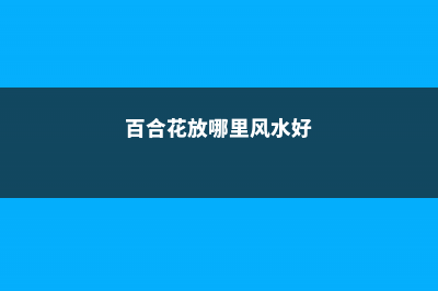 百合花摆放禁忌 (百合花放哪里风水好)