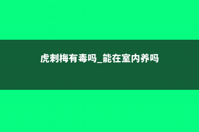 虎刺梅有毒吗 (虎刺梅有毒吗 能在室内养吗)