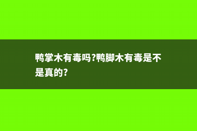 鸭掌木有毒吗 (鸭掌木有毒吗?鸭脚木有毒是不是真的?)